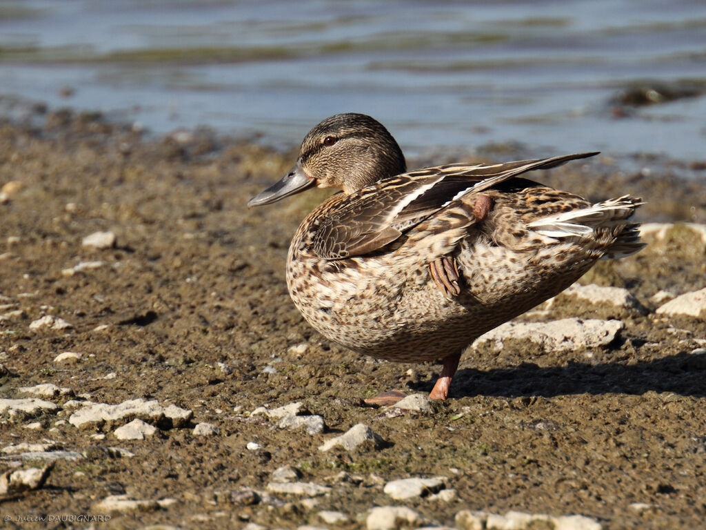 Mallard, identification