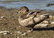 Canard colvert