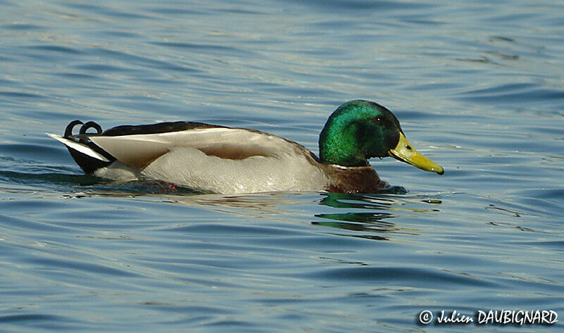 Canard colvert mâle