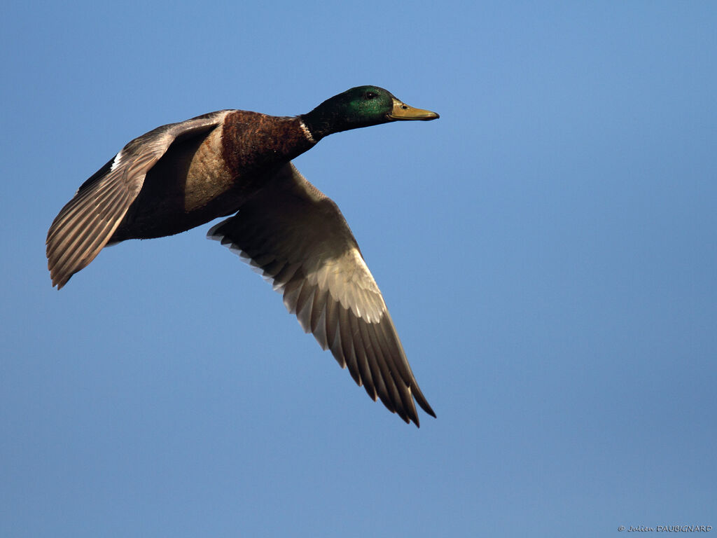 Canard colvert mâle adulte, Vol