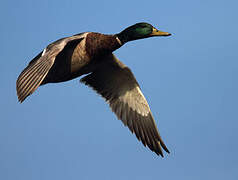 Canard colvert