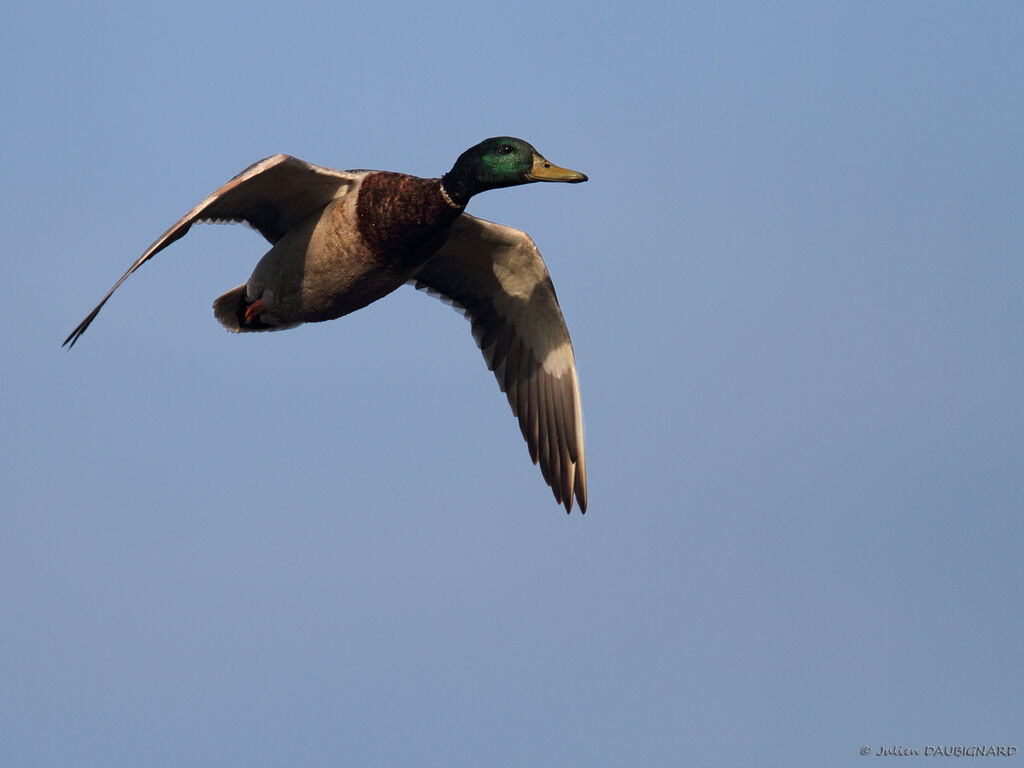 Canard colvert mâle adulte nuptial, Vol