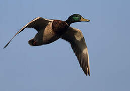 Canard colvert