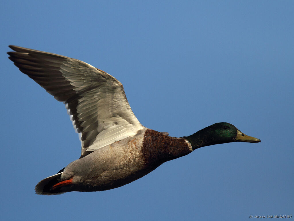 Canard colvert mâle adulte nuptial, Vol