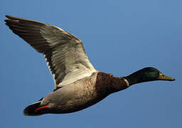 Canard colvert