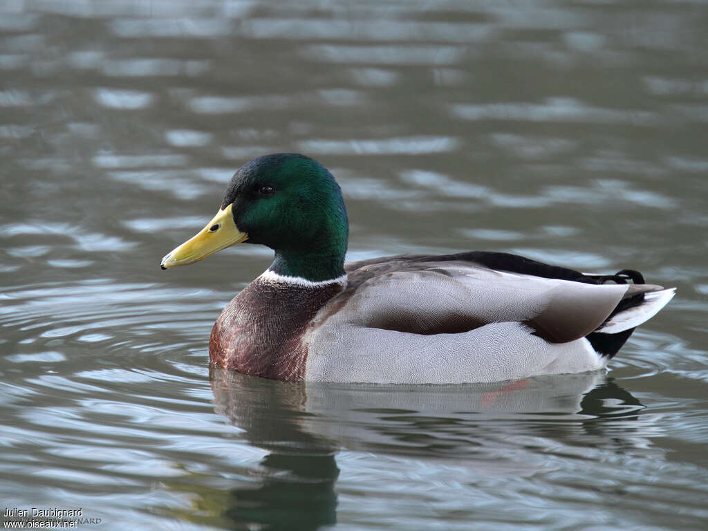 Canard colvert mâle adulte nuptial, identification