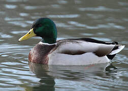 Canard colvert