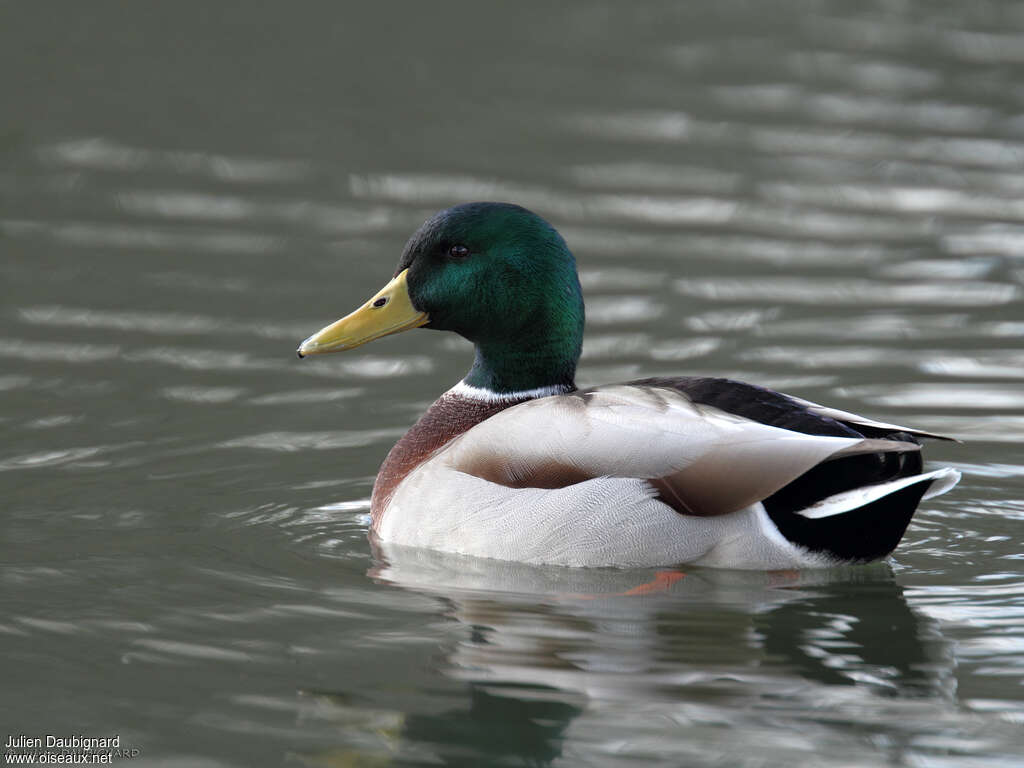 Mallard male adult breeding, identification