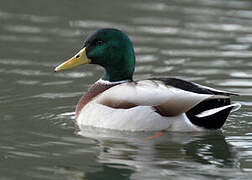 Mallard