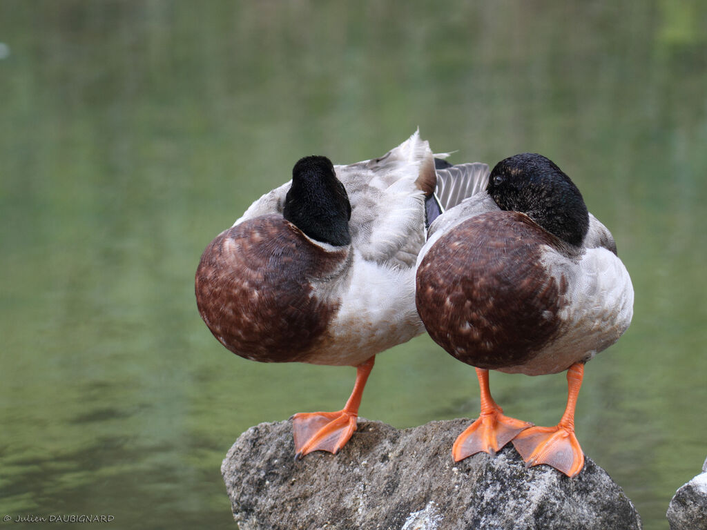 Mallardadult