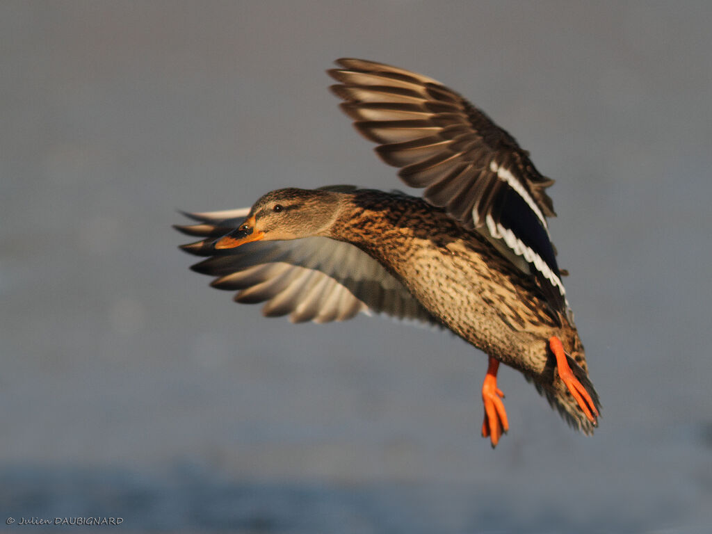 Canard colvert femelle, Vol