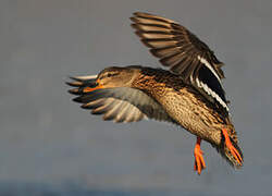 Mallard