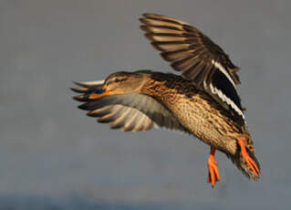 Canard colvert