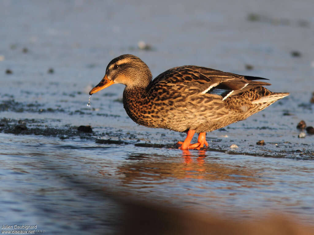 Canard colvert femelle adulte, identification