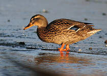 Canard colvert