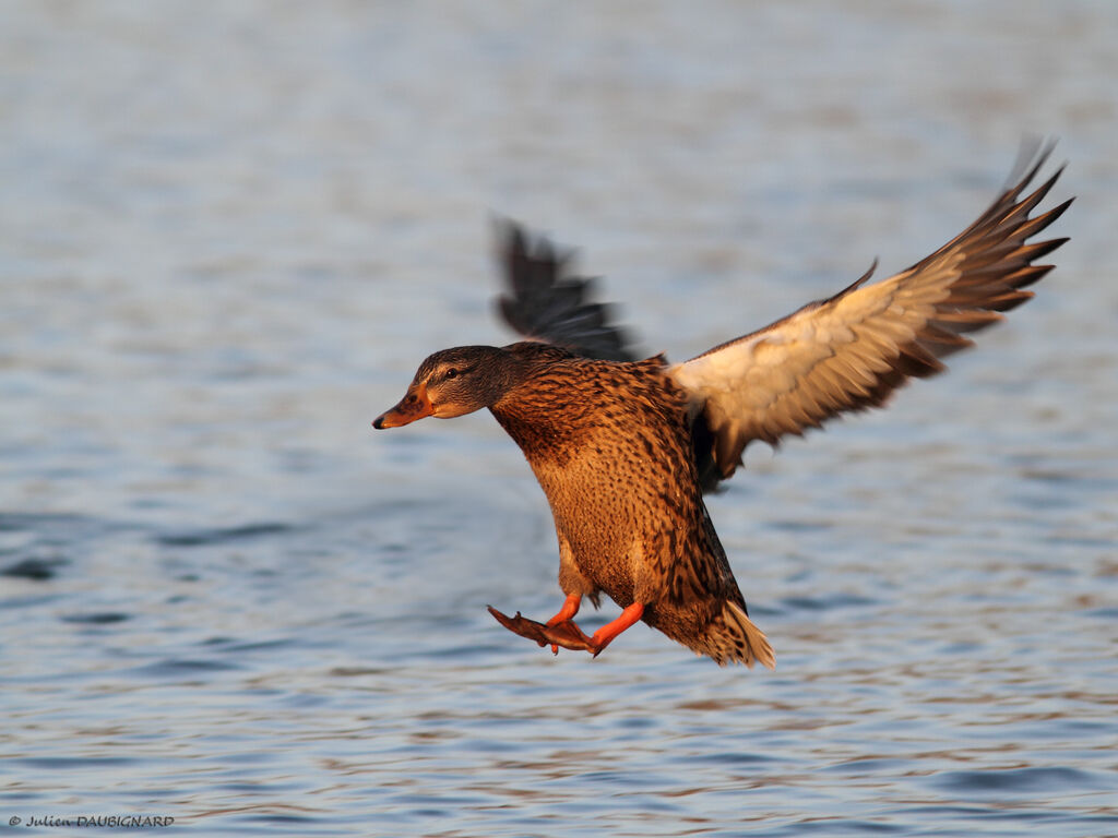 Canard colvert femelle, Vol