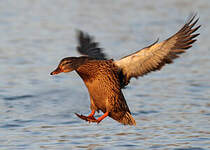 Canard colvert