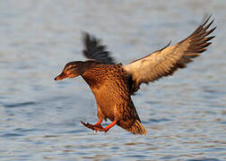 Canard colvert