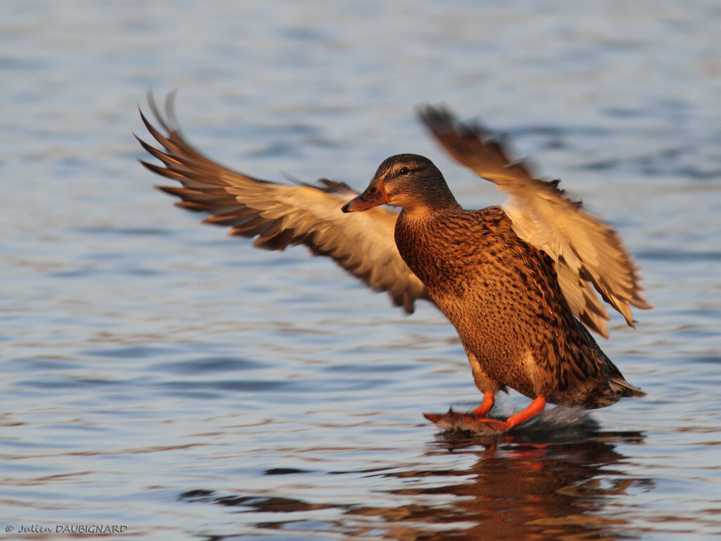 Canard colvert femelle, Vol