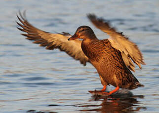 Canard colvert