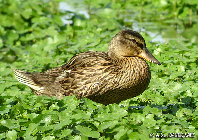 Canard colvertjuvénile