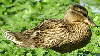 Canard colvert