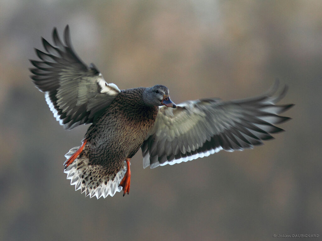 Canard colvert femelle, Vol