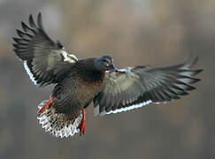 Canard colvert