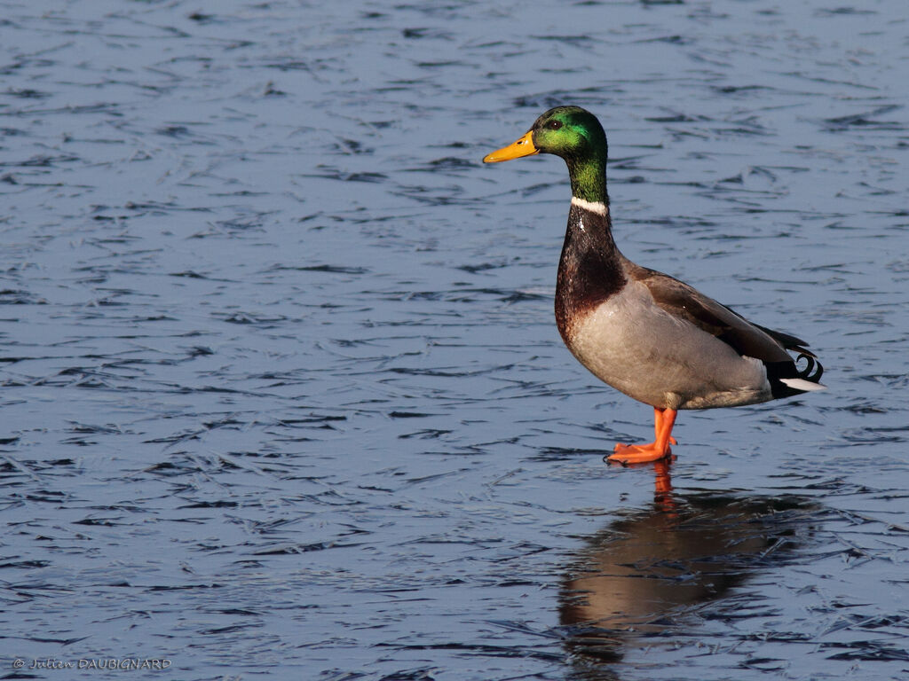 Canard colvert mâle adulte, identification