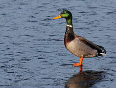 Canard colvert