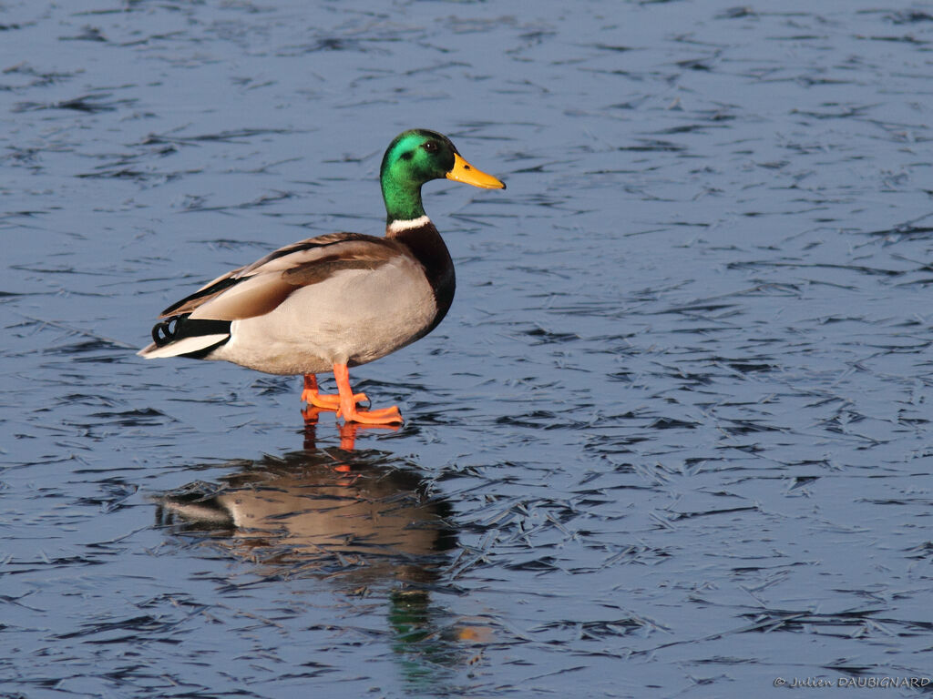 Canard colvert mâle adulte, identification