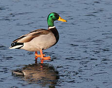 Canard colvert