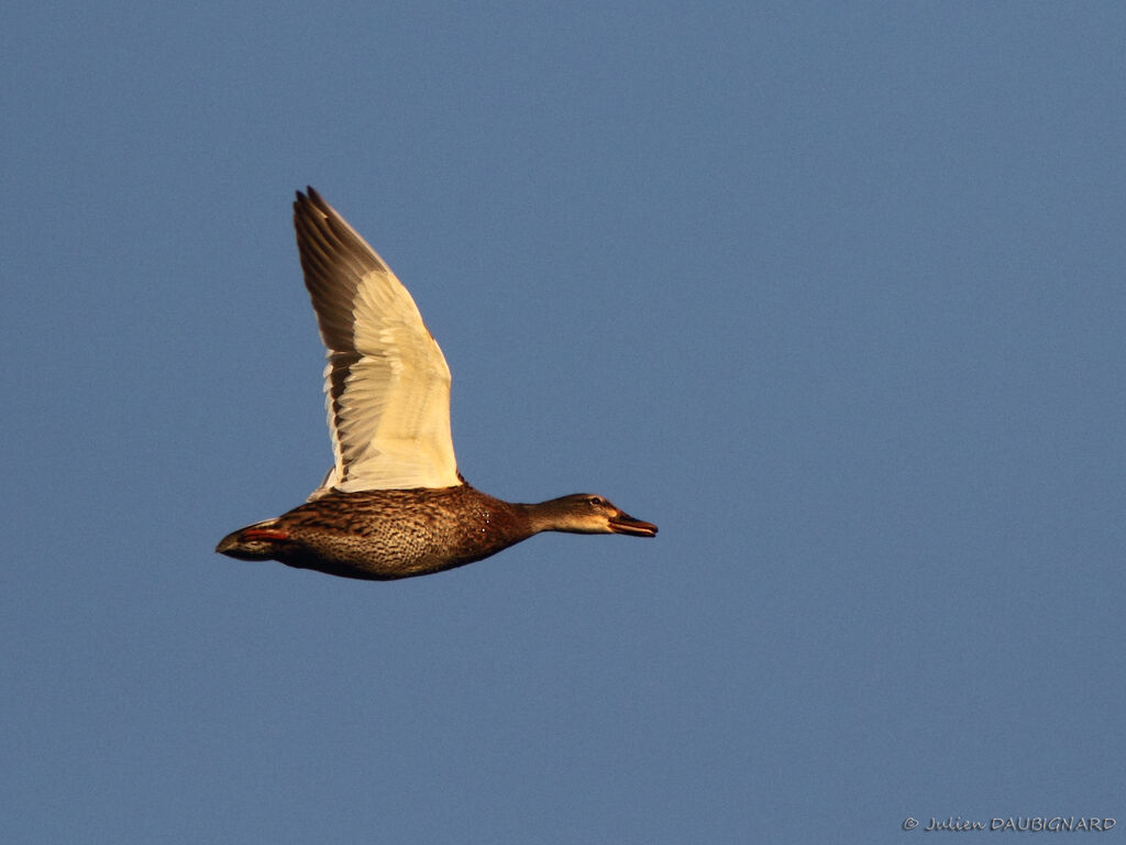 Canard colvert femelle adulte, Vol