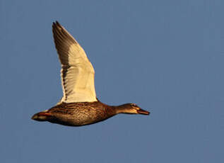 Canard colvert