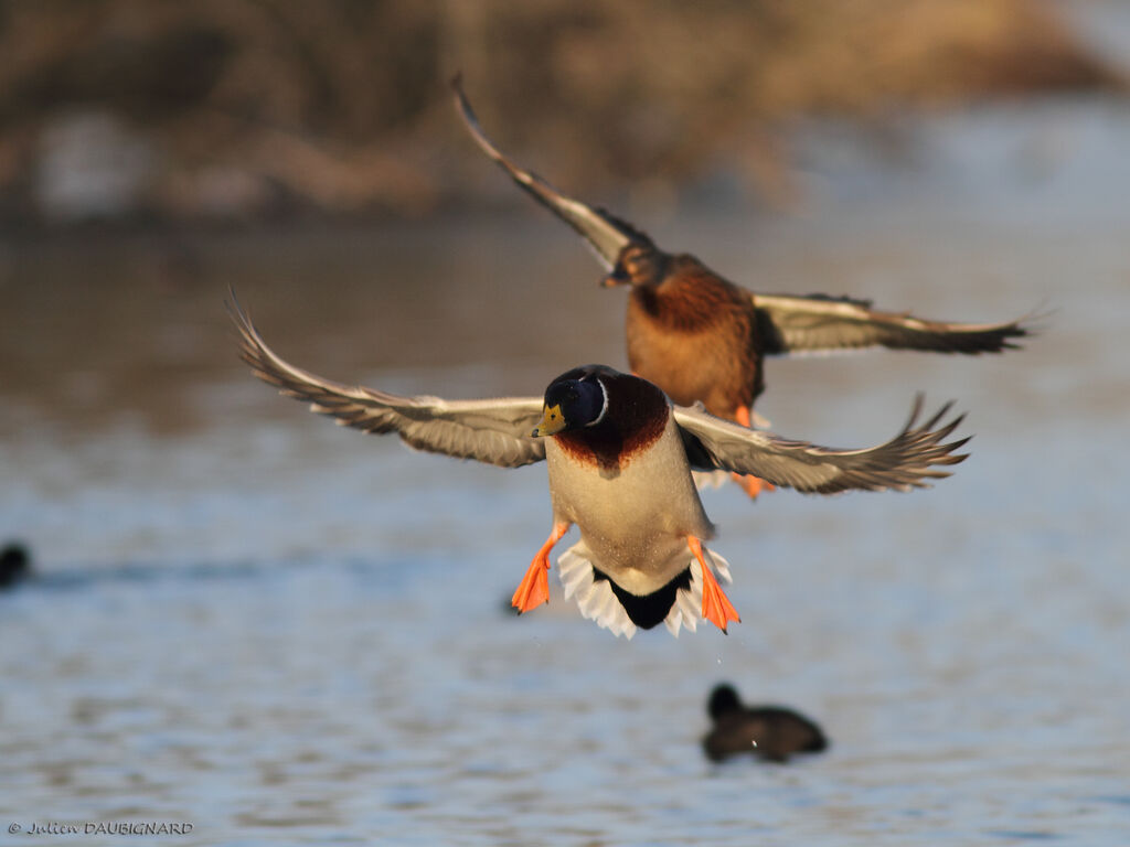 Canard colvert mâle adulte, Vol