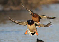 Canard colvert