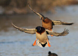 Canard colvert