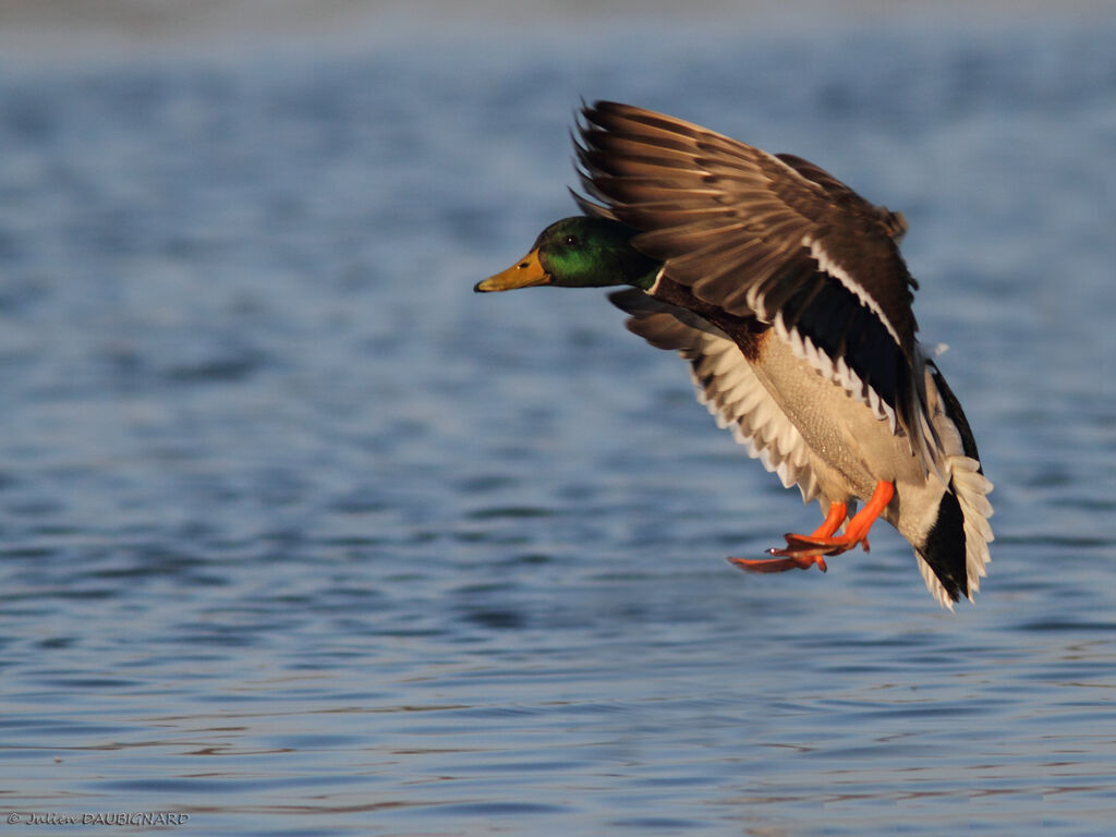 Canard colvert mâle adulte, identification