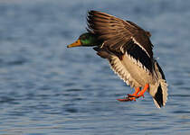 Canard colvert