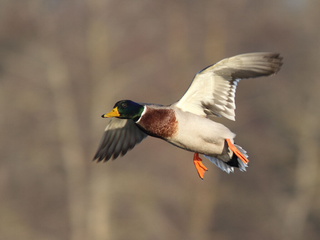 Canard colvert mâle adulte, identification