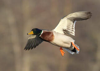 Canard colvert