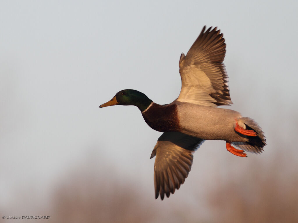 Canard colvert mâle adulte, Vol