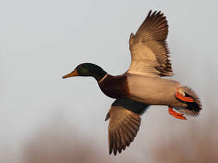 Canard colvert