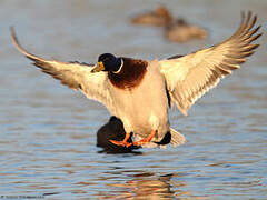 Canard colvert