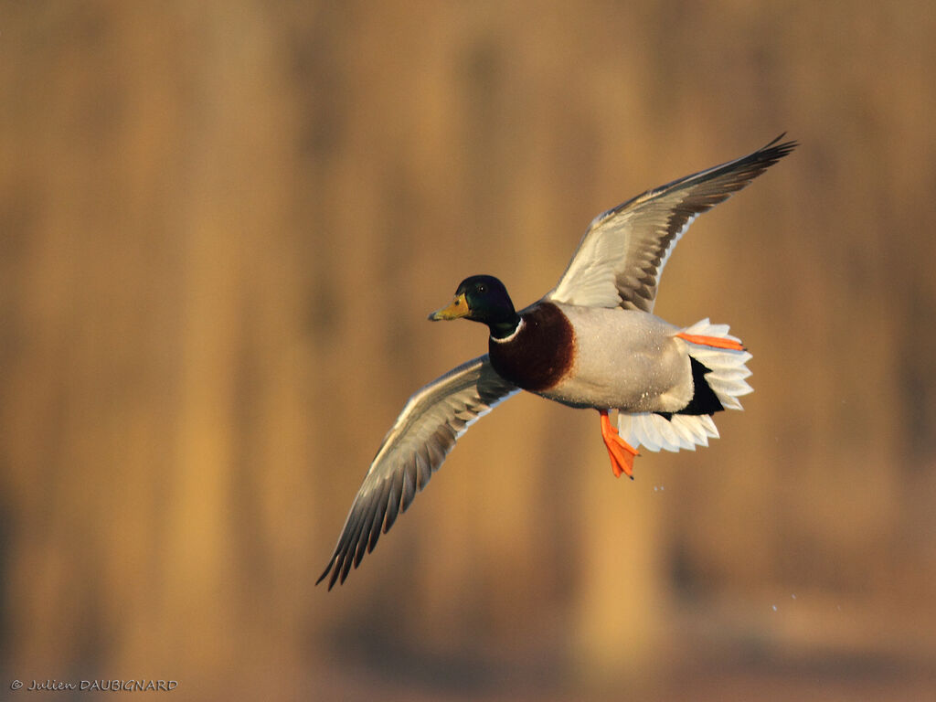 Canard colvert mâle adulte, Vol