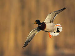 Canard colvert