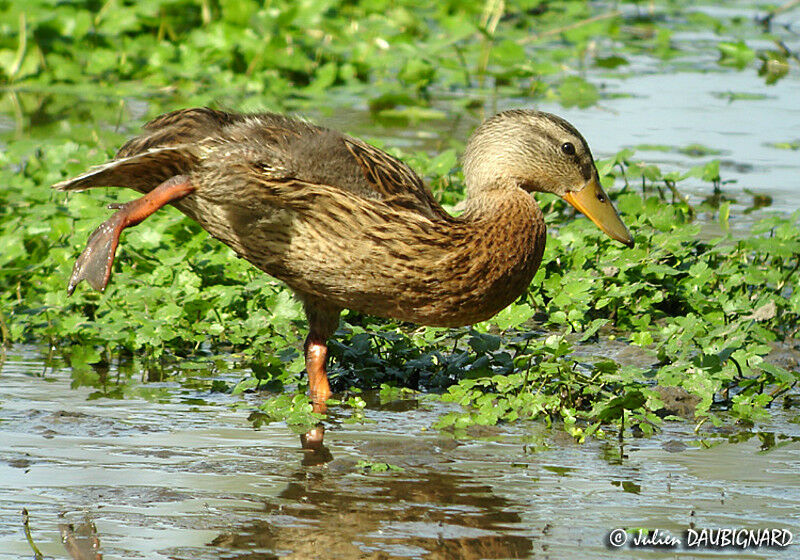 Canard colvert