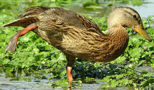 Canard colvert