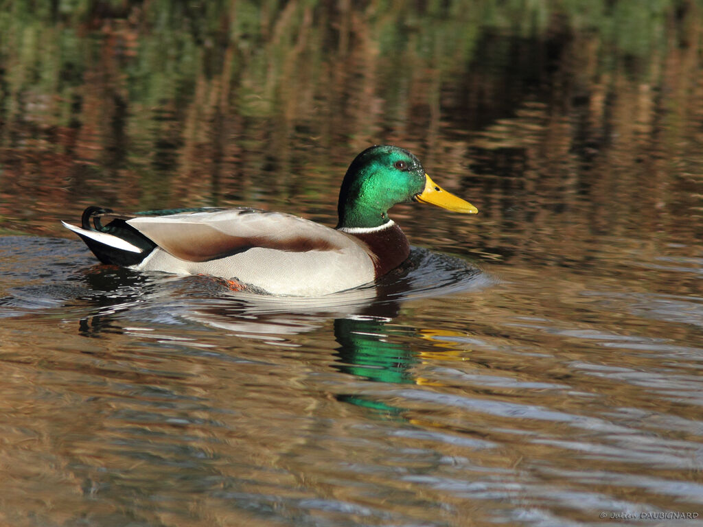 Mallard male, identification