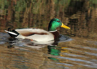 Canard colvert